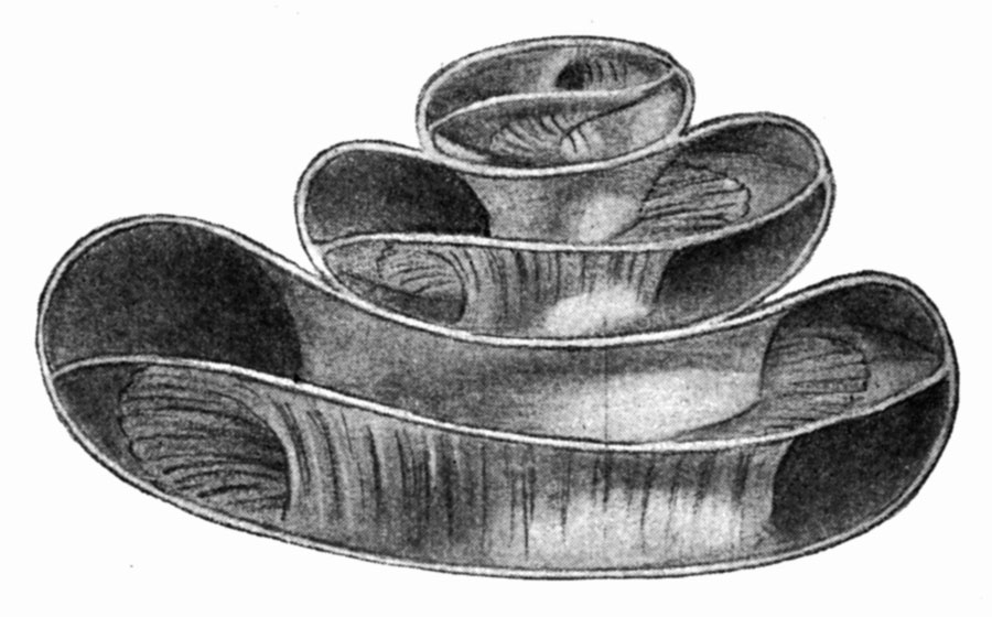 cochlea